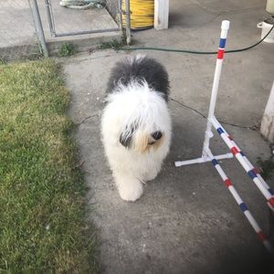 Meet your Posher, Joey